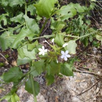 Plumbago zeylanica L.